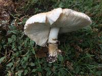 Chlorophyllum brunneum image