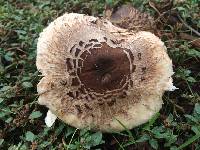 Chlorophyllum brunneum image