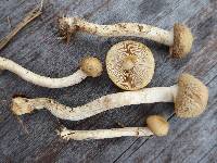 Agrocybe praecox image