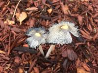 Coprinopsis lagopus image