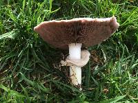 Agaricus xanthodermus image