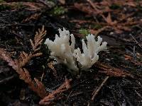 Clavulina coralloides image