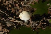 Hygrophorus eburneus image