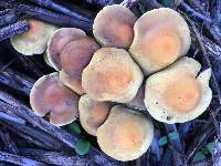 Hypholoma capnoides image