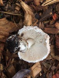 Chlorophyllum brunneum image