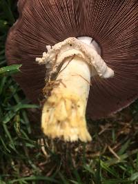 Agaricus xanthodermus image