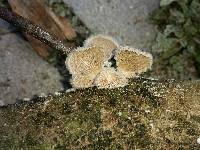 Schizophyllum commune image