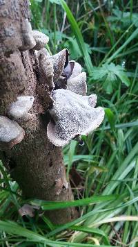 Auricularia cornea image