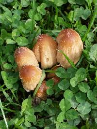 Coprinellus micaceus image