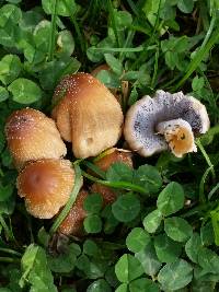 Coprinellus micaceus image