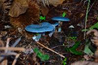 Clitocybe odora image