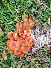 Flammulina velutipes image