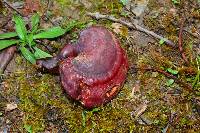 Ganoderma lucidum image