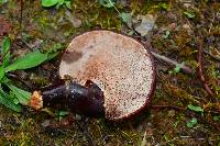 Ganoderma lucidum image