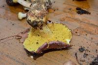 Cortinarius xanthophyllus image