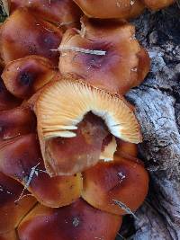 Flammulina velutipes image