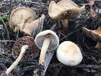 Agrocybe putaminum image