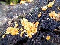 Bisporella citrina image