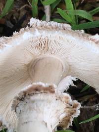 Chlorophyllum brunneum image