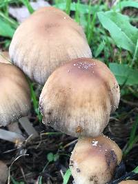 Coprinellus micaceus image