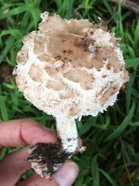 Chlorophyllum brunneum image