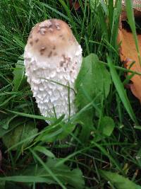 Coprinus comatus image