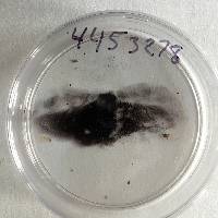 Lacrymaria lacrymabunda image