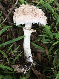 Chlorophyllum brunneum image