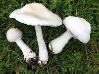 Leucoagaricus leucothites image