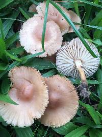 Marasmius oreades image