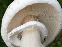 Leucoagaricus leucothites image