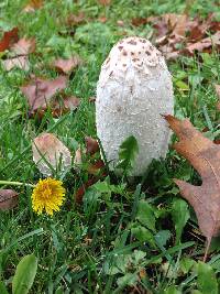 Coprinus comatus image