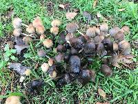 Coprinellus micaceus image