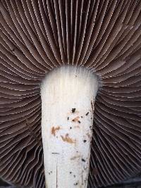 Agrocybe putaminum image