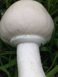 Leucoagaricus leucothites image