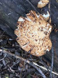 Polyporus squamosus image