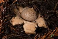 Geastrum saccatum image