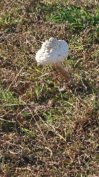 Chlorophyllum molybdites image