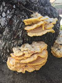 Laetiporus gilbertsonii image