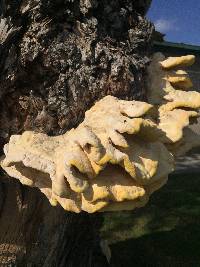 Laetiporus gilbertsonii image