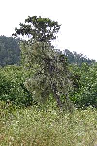 Ramalina menziesii image