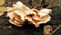 Laetiporus sulphureus image