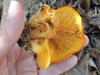 Omphalotus illudens image