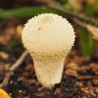 Lycoperdon perlatum image