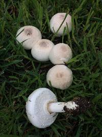 Agaricus xanthodermus image