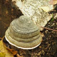 Fomes fomentarius image