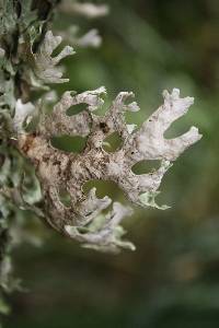 Pseudocyphellaria faveolata image