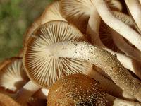 Armillaria tabescens image