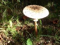 Macrolepiota procera var. procera image