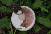 Agaricus xanthodermus image